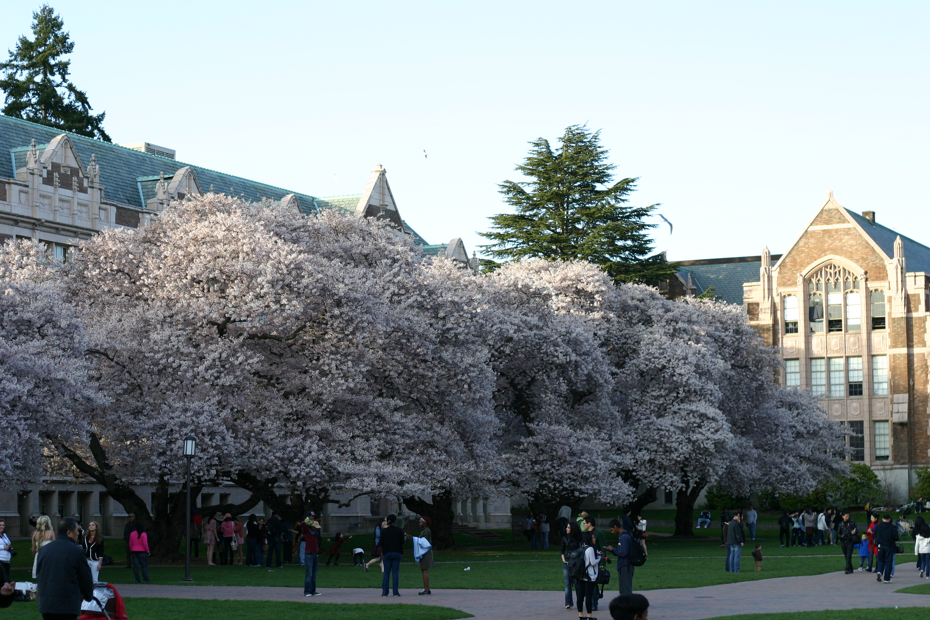 Cherry Blossoms on the Quad